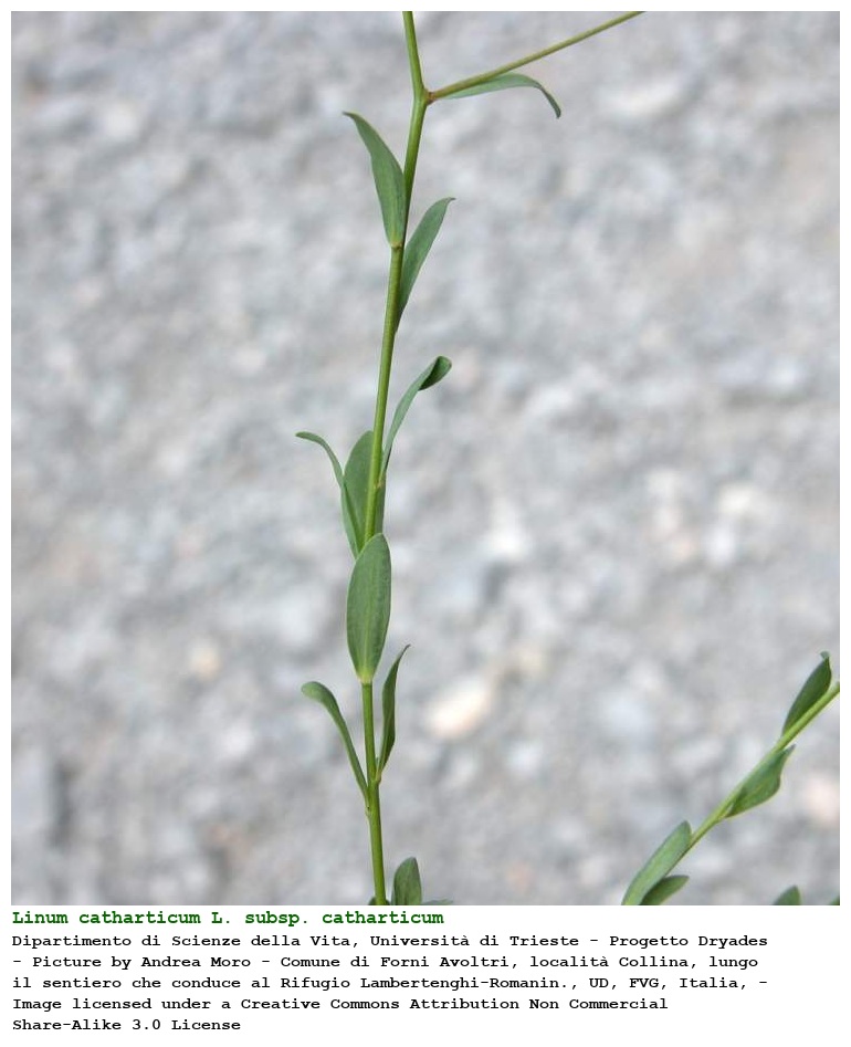 Linum catharticum L. subsp. catharticum
